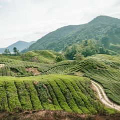 Cameron Highlands in Maleisië